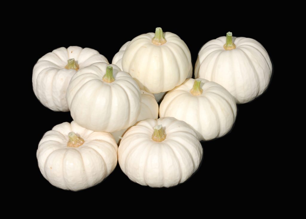 White Mini Pumpkin – Autumn Harvest Pumpkins