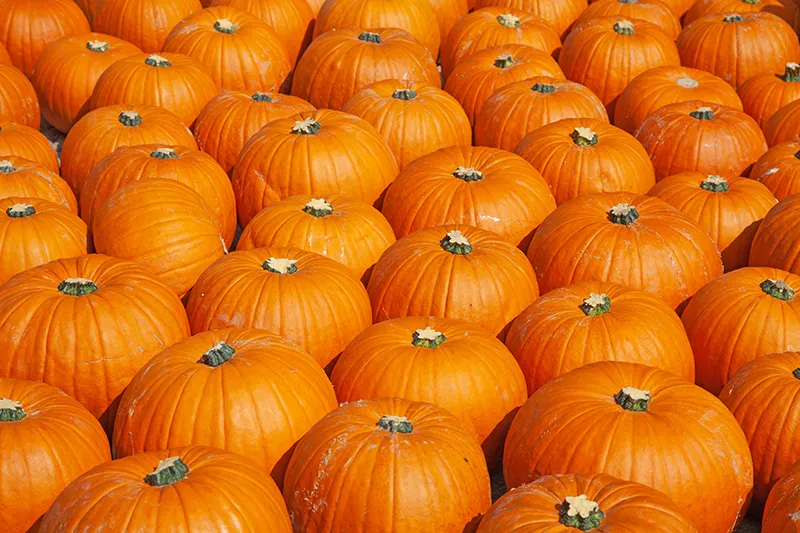 large group of pumpkins with stems cut short