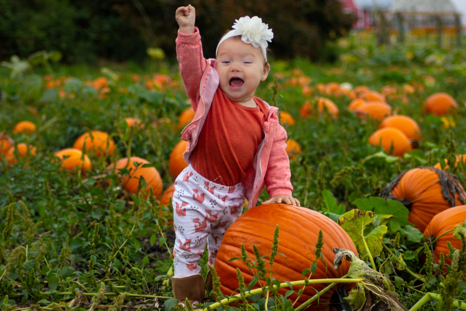 Toddler girl in pumpkin patch, dressed in red shirt, pink jacket, and white pants with red and pink flowers - headband with fluffy white flower - raising on hand in the air triumphantly and resting other hand on her chosen pumpkin!