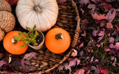 Warm Your Home with Pumpkin Spiced Charm